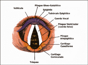 CUERDA VOCAL FALSA