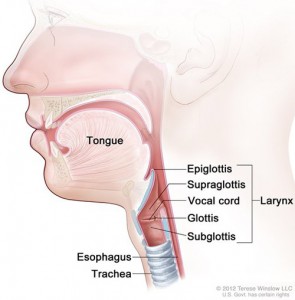 Lengua y Laringe